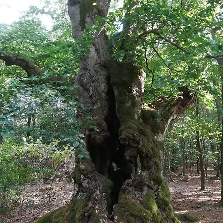 شقة Albus Albertshausen